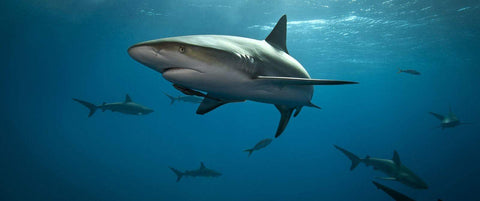 Protect Endangered Sharks and Rays