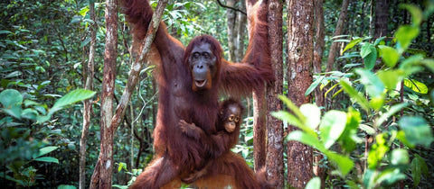 Protect the Natural Forests of Leuser