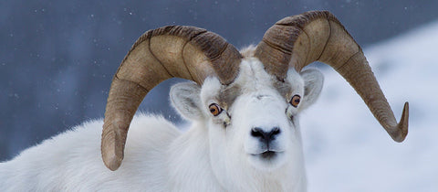 Help Build the Largest Nature Preserve in the US