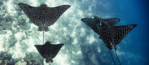 Protect the World’s Five Oceans