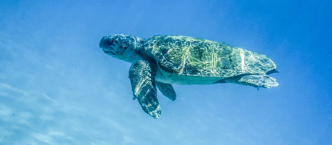 Support Expeditions To the Arctic And the Galápagos Islands