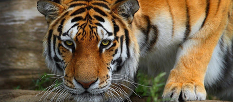 Defend Wild Tigers in Nepal