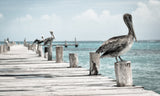 Greeting Card for Support Global Deal for Nature