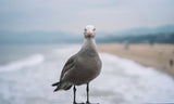 Greeting Card for Protect the World’s Five Oceans