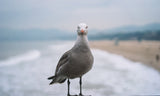 e-Card for Combat Ocean Acidification