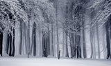 Greeting Card for Protect the Giant Sequoia National Monument