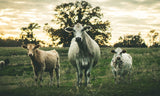 Greeting Card for Support Global Deal for Nature