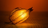 Greeting Card for Naturalize Biomimicry