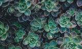 e-Card for Naturalize Biomimicry