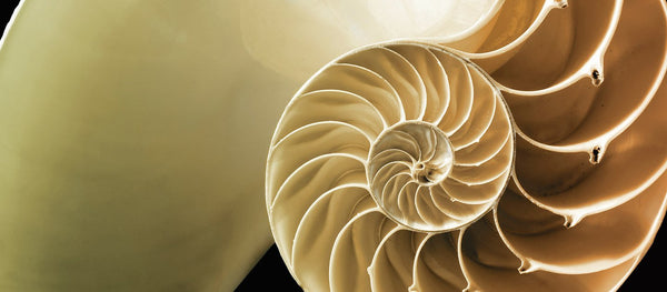 Naturalize Biomimicry