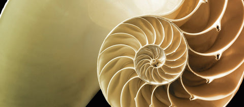 Naturalize Biomimicry
