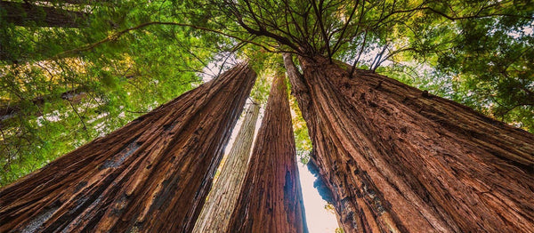 Protect the Giant Sequoia National Monument