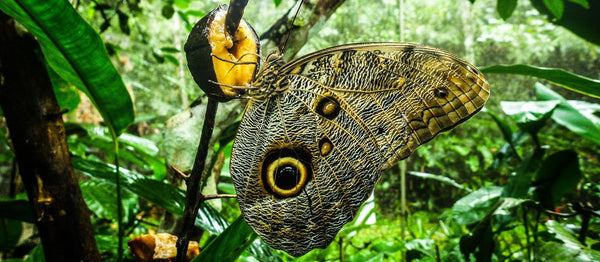 Saving the Wildlife in Borneo