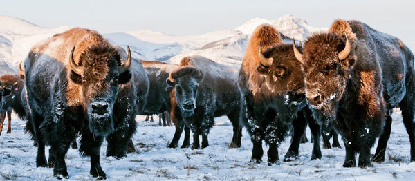 Support Global Deal for Nature