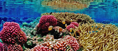 Combat Ocean Acidification