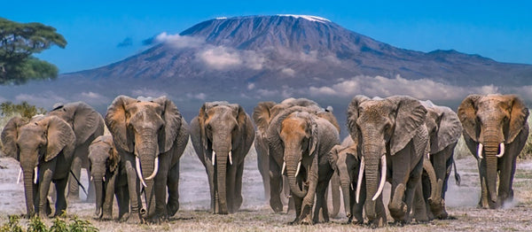 Save Amboseli's Elephants