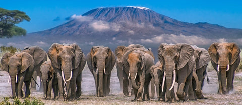 Save Amboseli's Elephants