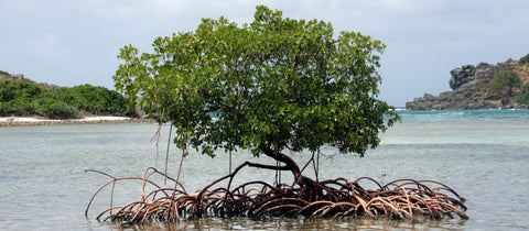 Protect the Desert Mangroves
