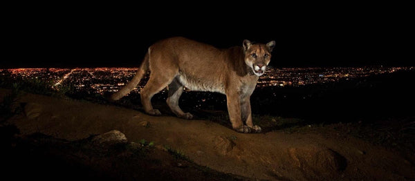 Save Santa Monica’s Mountain Lion