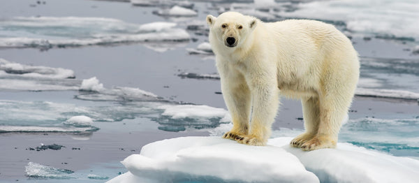 Protect the Arctic Wilderness