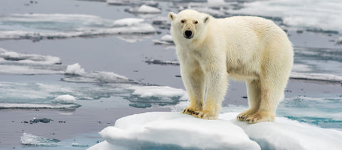 Protect the Arctic Wilderness