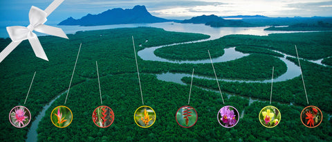 Show Your Love with the World’s Largest  <br>Floral Arrangement: An Acre of the Rainforest