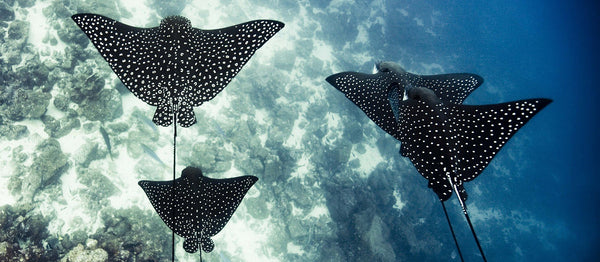 Protect the World’s Five Oceans