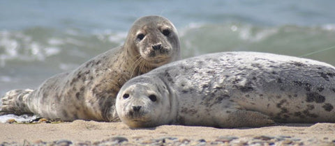 Support California Wildlife Center